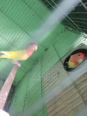 Lutino Lovebirds  Master Pair With Egss