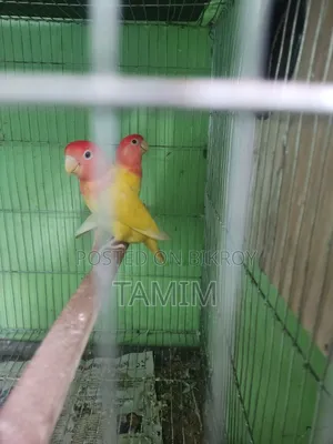Lutino Lovebirds  Master Pair With Egss