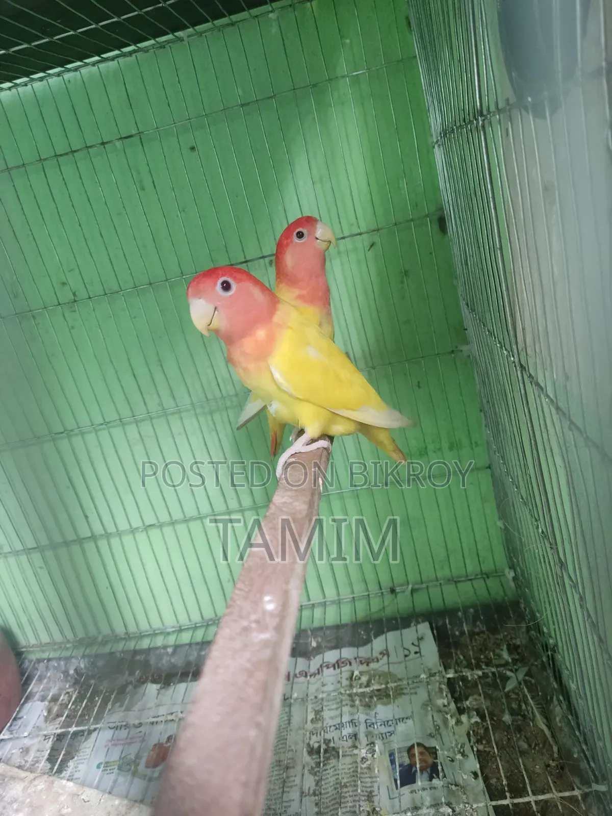 Lutino Lovebirds  Master Pair With Egss