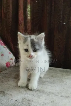 1-3 months Female Purebred Persian