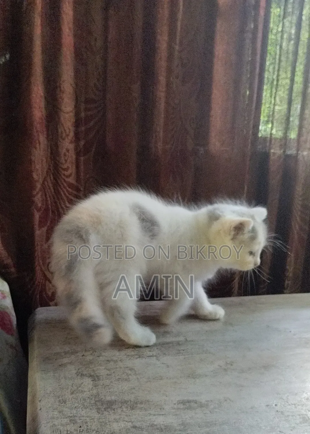 1-3 months Female Purebred Persian
