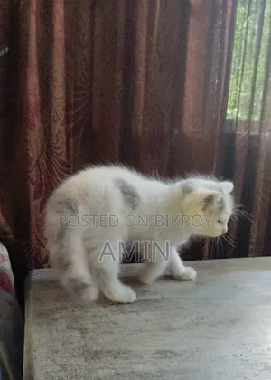1-3 months Female Purebred Persian
