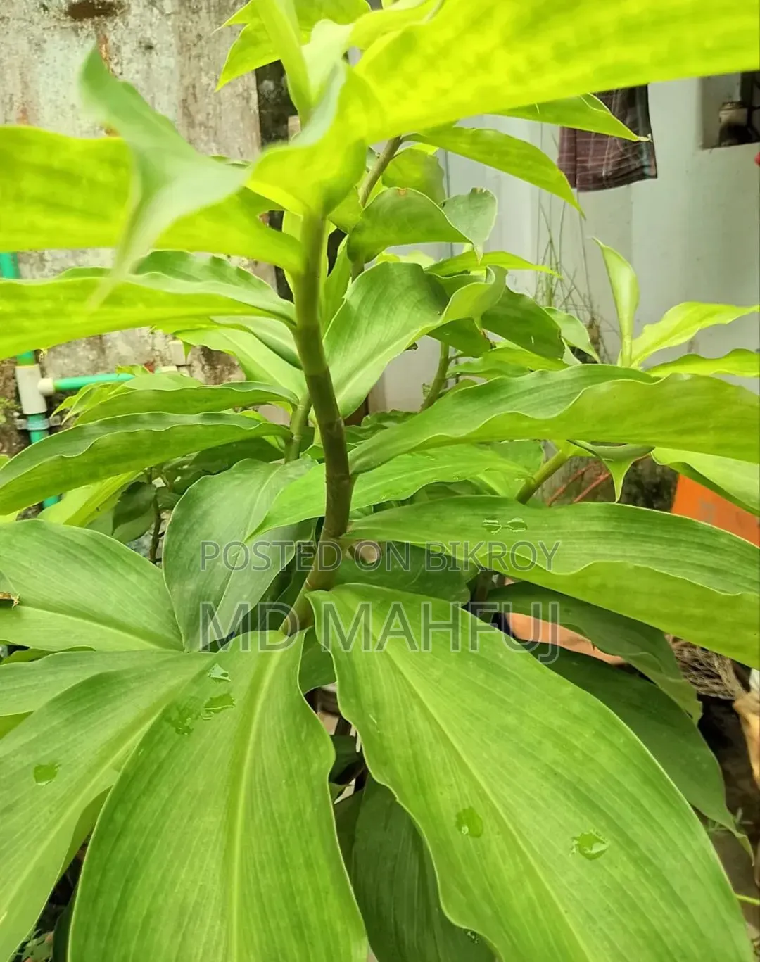 Insulin Plant for Sale
