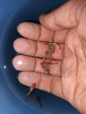 Tuxedo Koi Guppy Fry