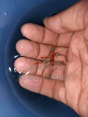 Tuxedo Koi Guppy Fry