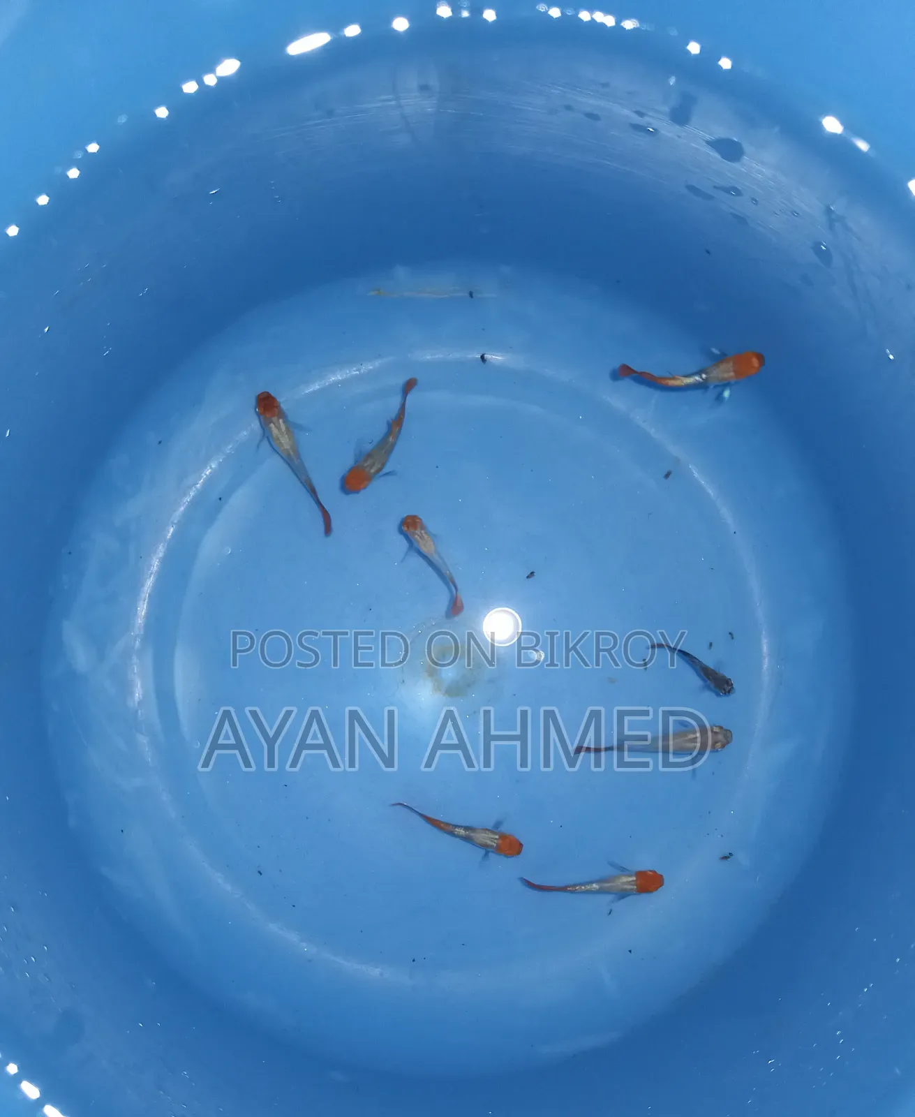 Tuxedo Koi Guppy Fry
