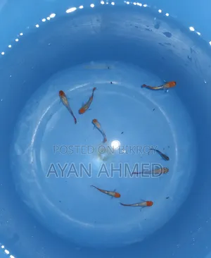 Tuxedo Koi Guppy Fry
