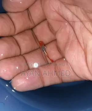 Tuxedo Koi Guppy Fry