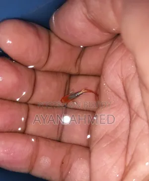 Tuxedo Koi Guppy Fry