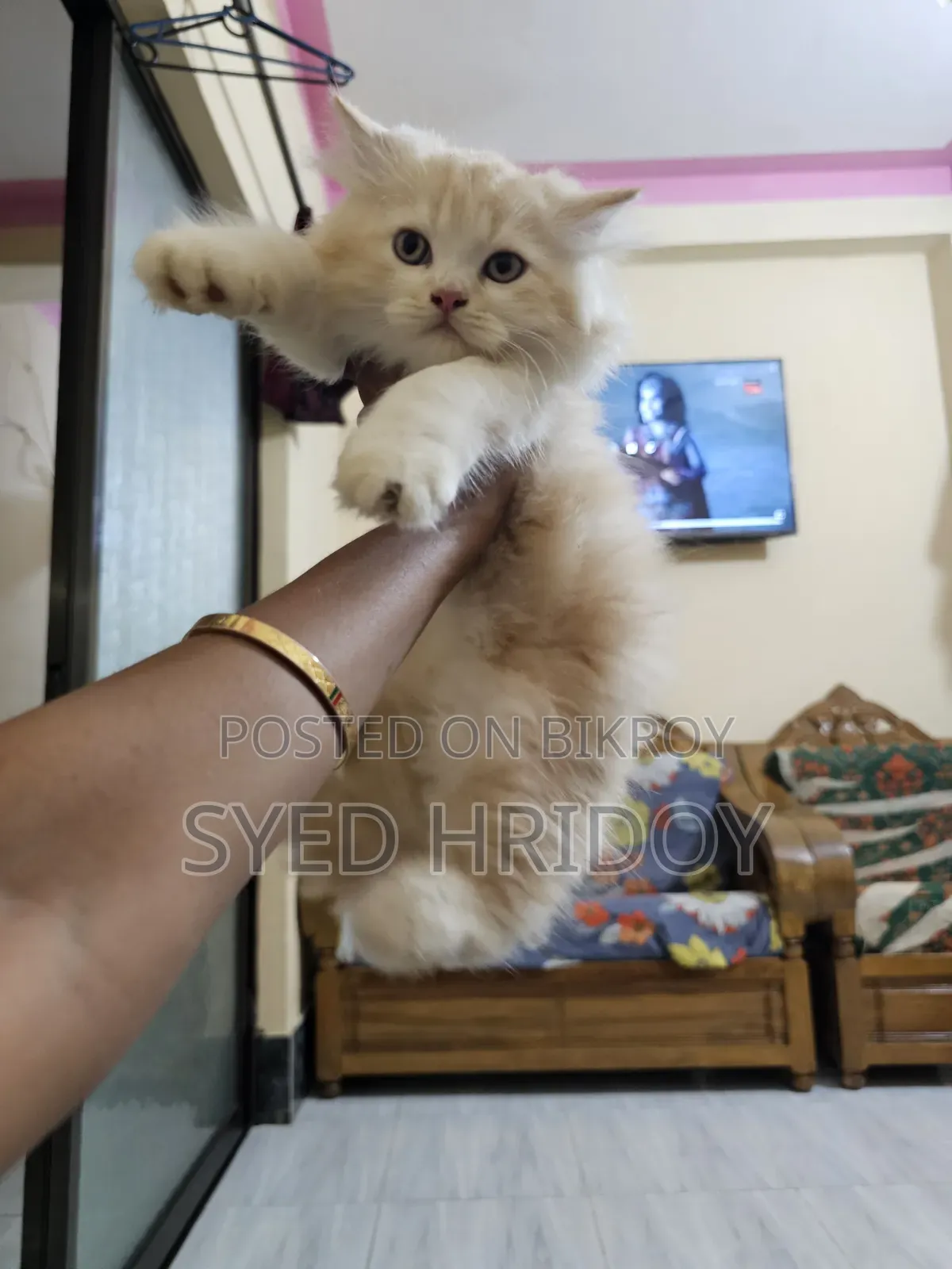 1-3 months Female Purebred Persian