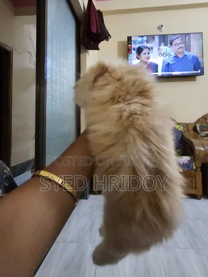 1-3 months Female Purebred Persian