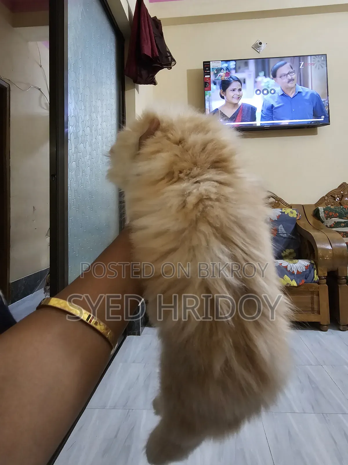 1-3 months Female Purebred Persian