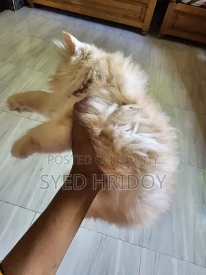 1-3 months Female Purebred Persian