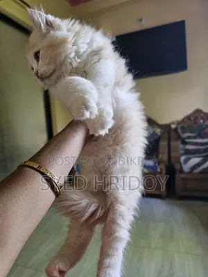 1-3 months Female Purebred Persian