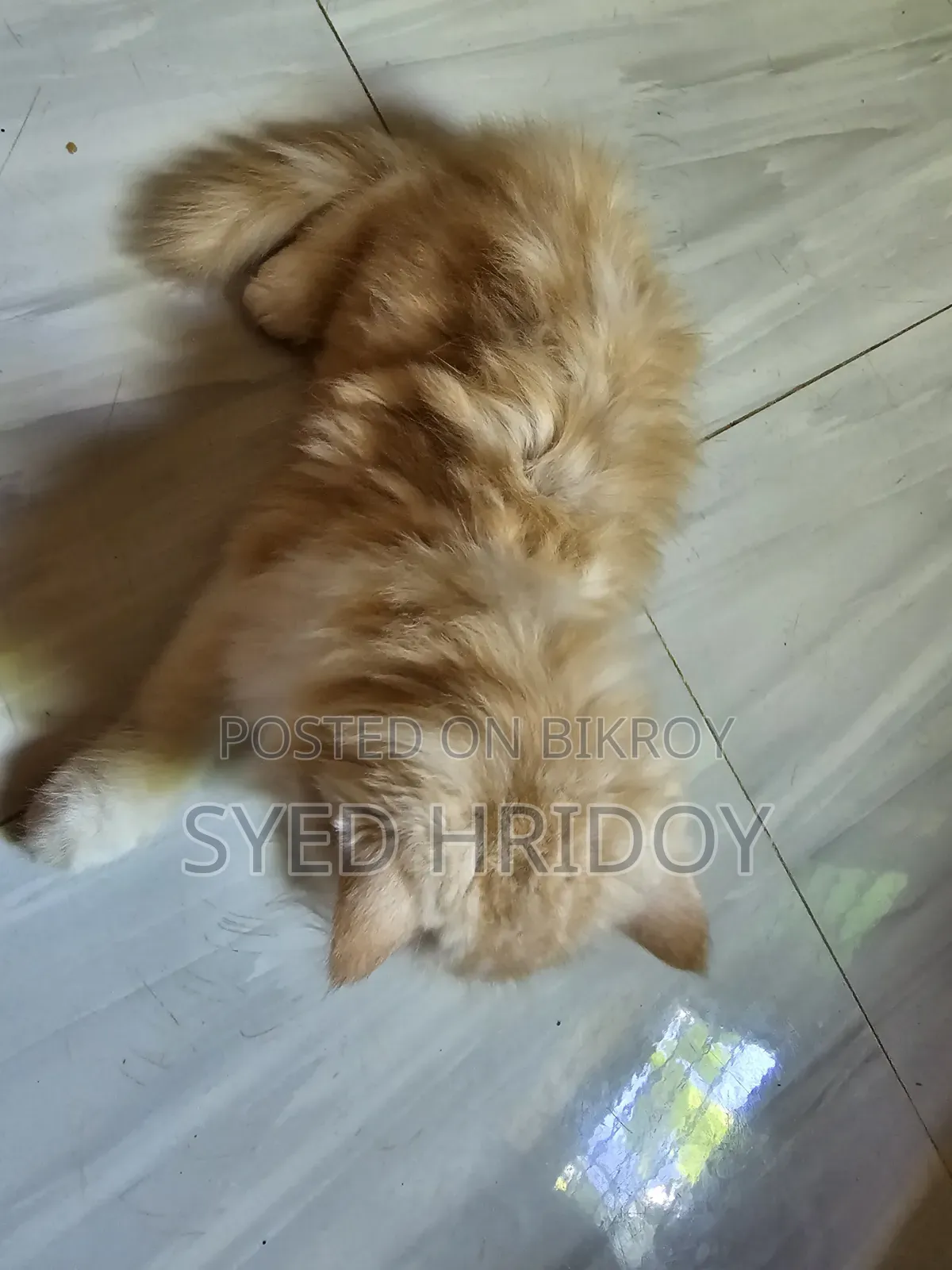 1-3 months Female Purebred Persian
