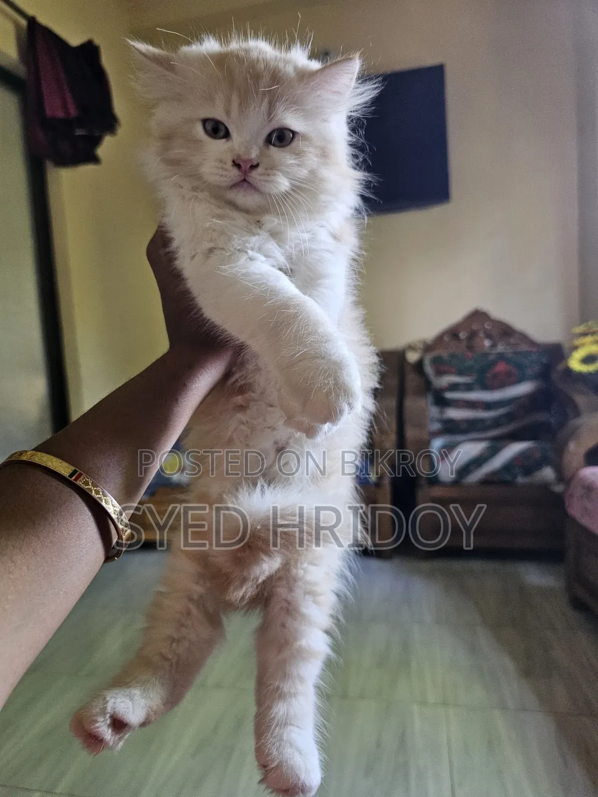 1-3 months Female Purebred Persian