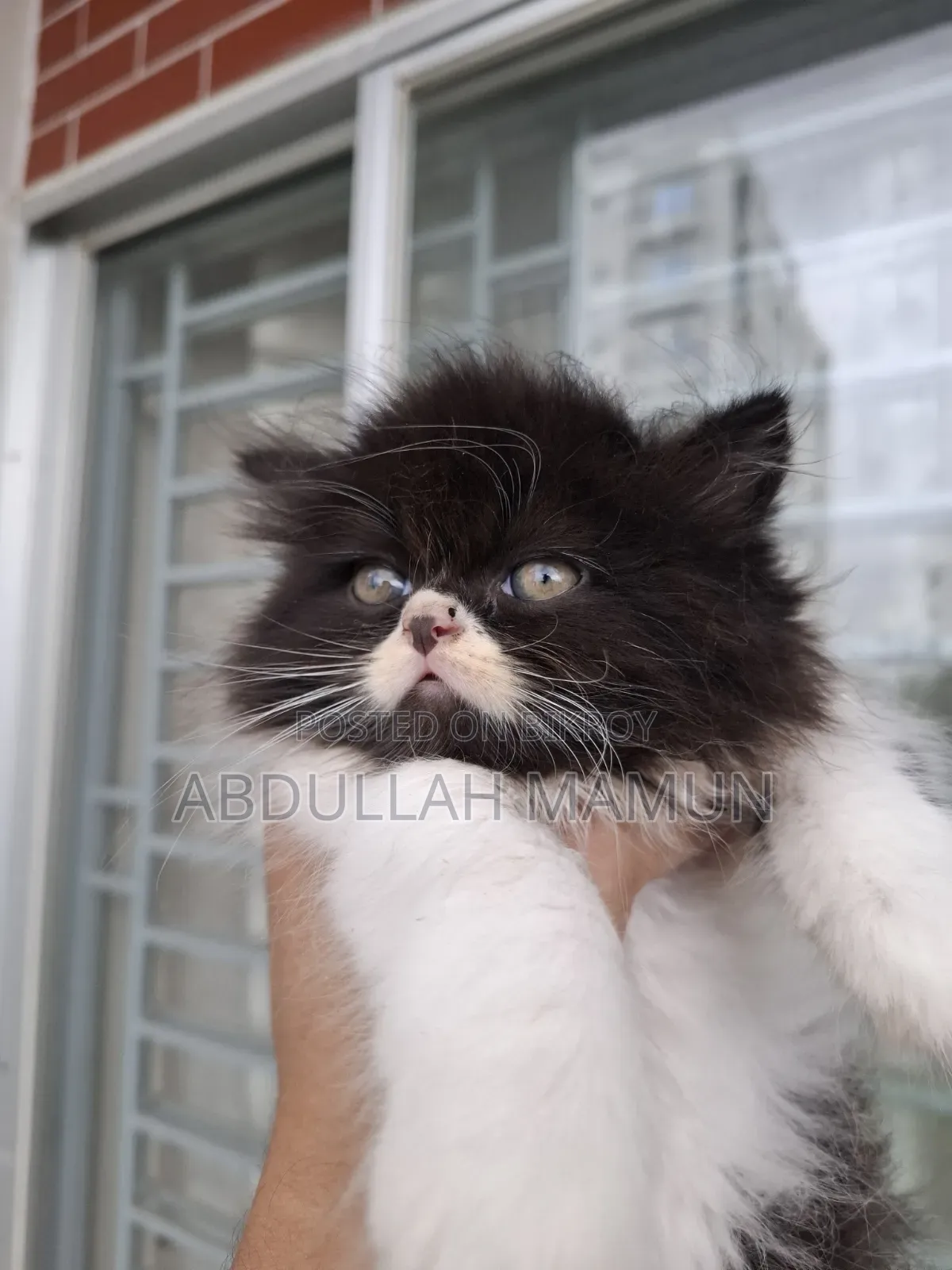 1-3 months Male Purebred Persian