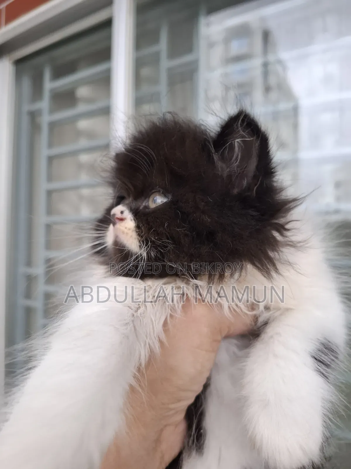 1-3 months Male Purebred Persian