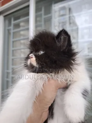 1-3 months Male Purebred Persian