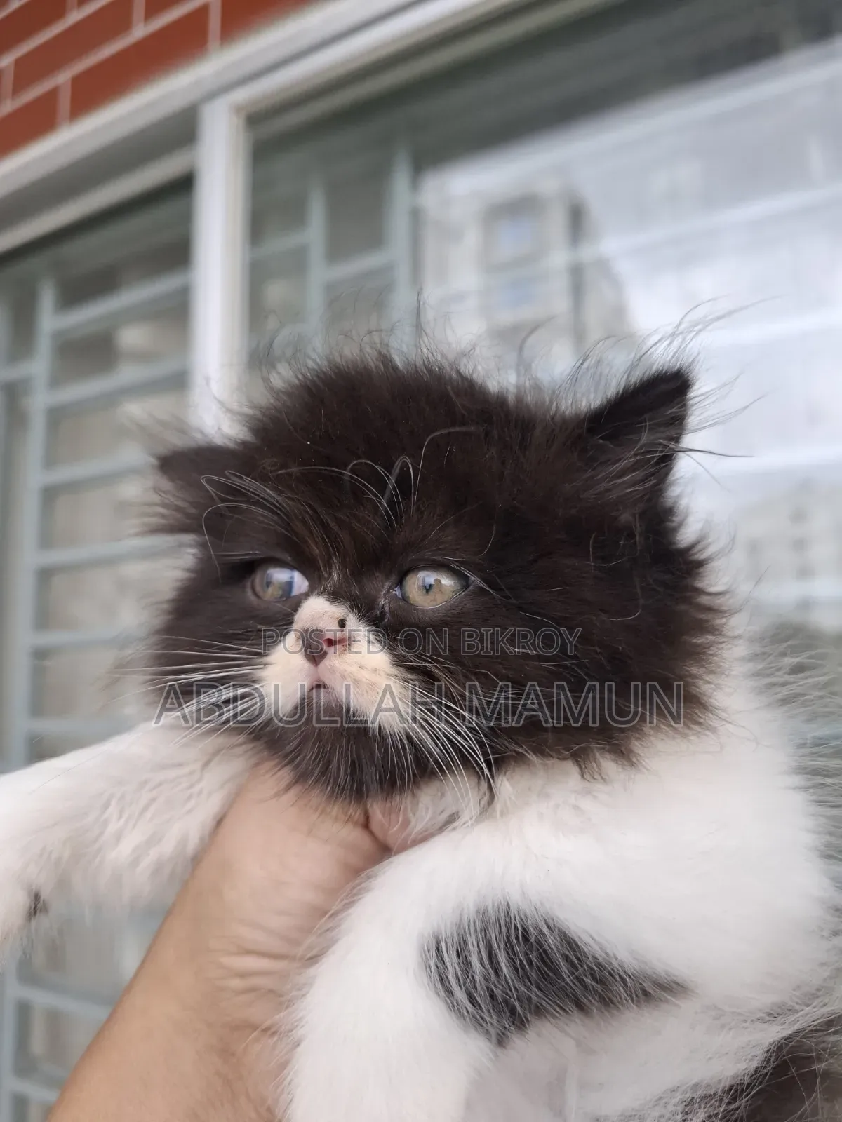 1-3 months Male Purebred Persian