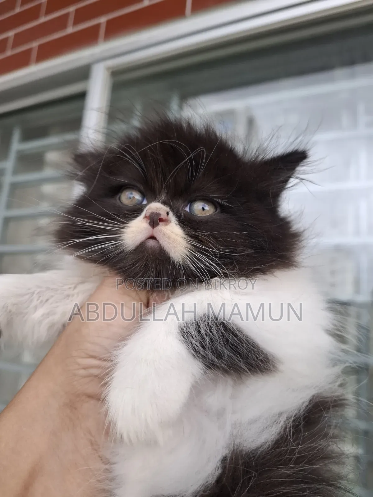 1-3 months Male Purebred Persian