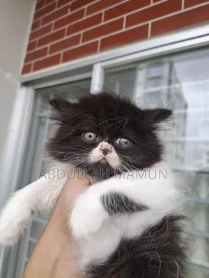 1-3 months Male Purebred Persian
