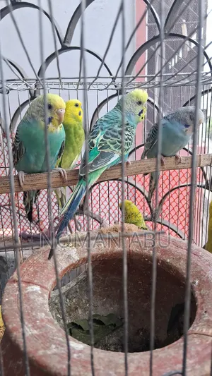8 Budgerigars