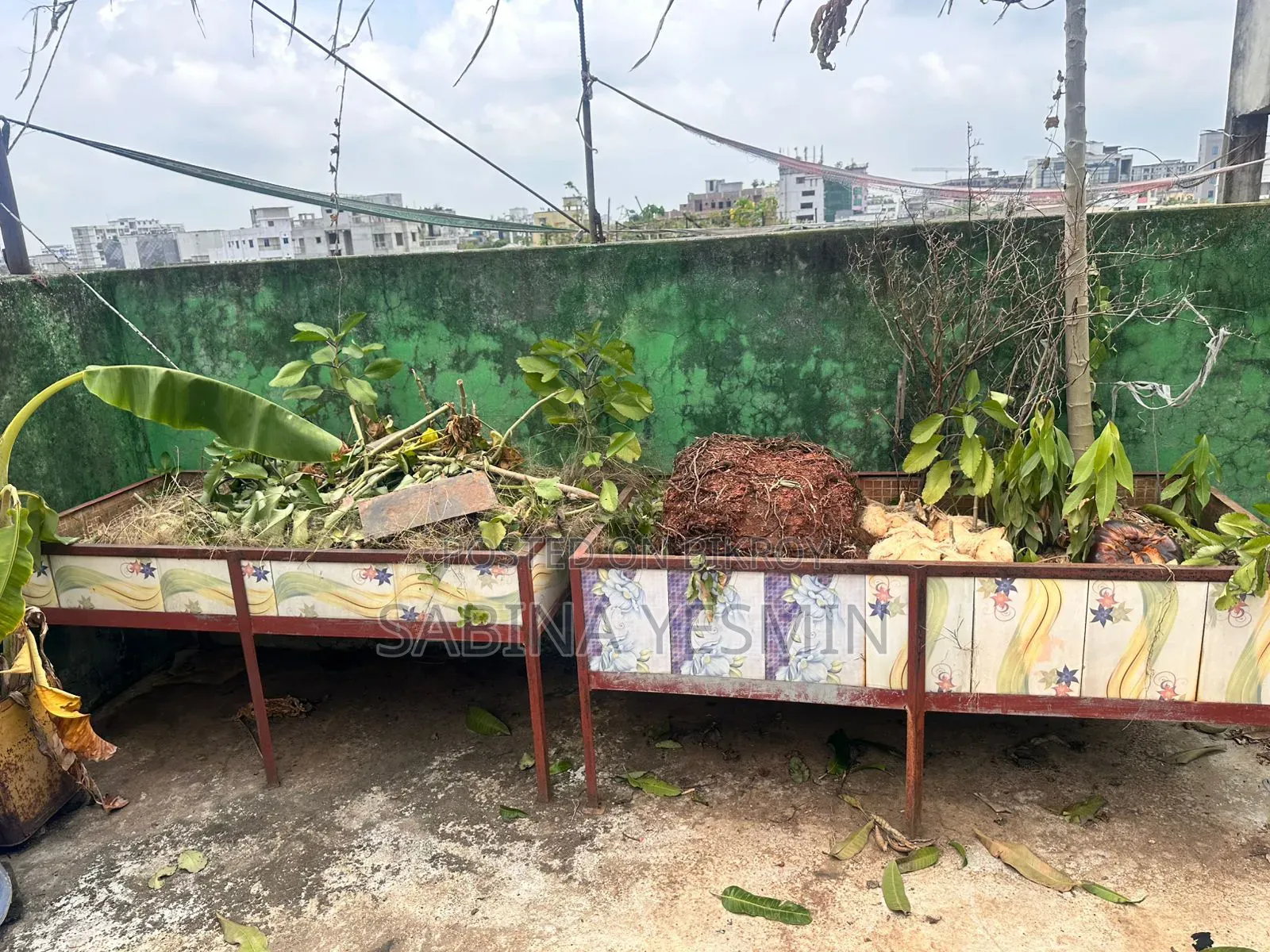 গাছসহ টব বিক্রি হবে