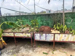 গাছসহ টব বিক্রি হবে