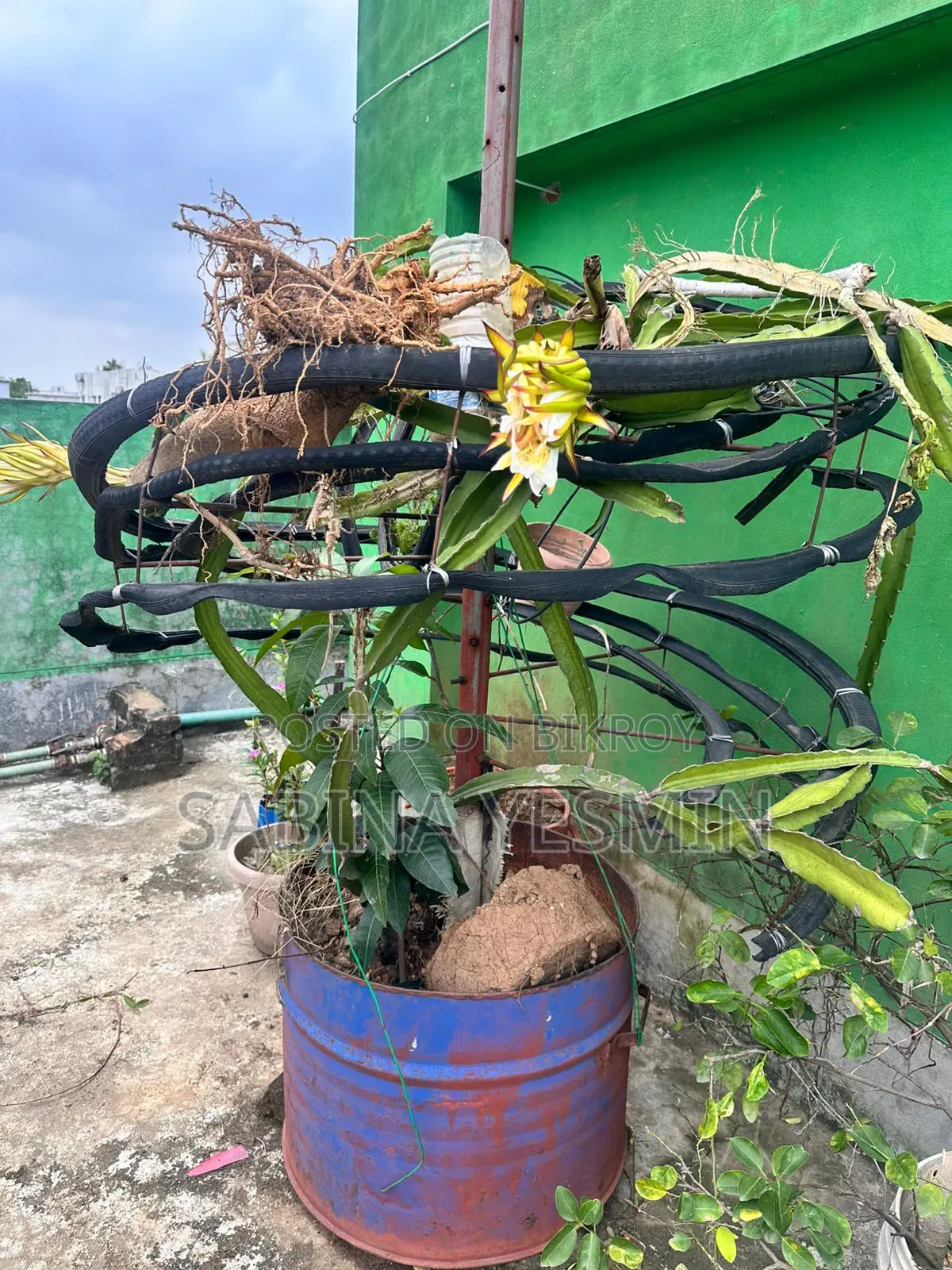গাছসহ টব বিক্রি হবে