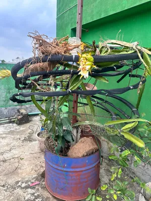 গাছসহ টব বিক্রি হবে