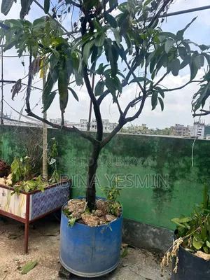 গাছসহ টব বিক্রি হবে