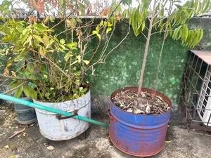 গাছসহ টব বিক্রি হবে