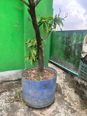 গাছসহ টব বিক্রি হবে