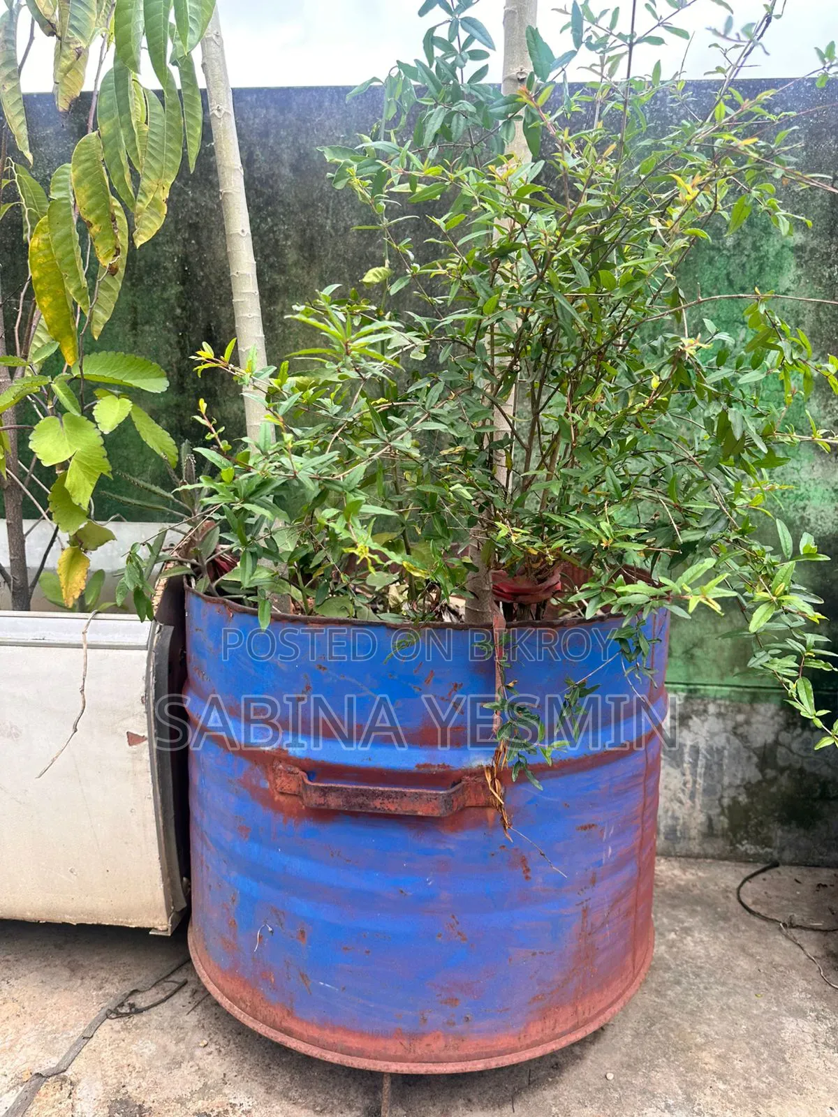 গাছসহ টব বিক্রি হবে