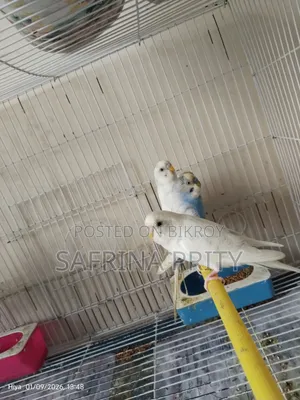 Budgerigars Selling