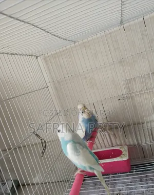 Budgerigars Selling