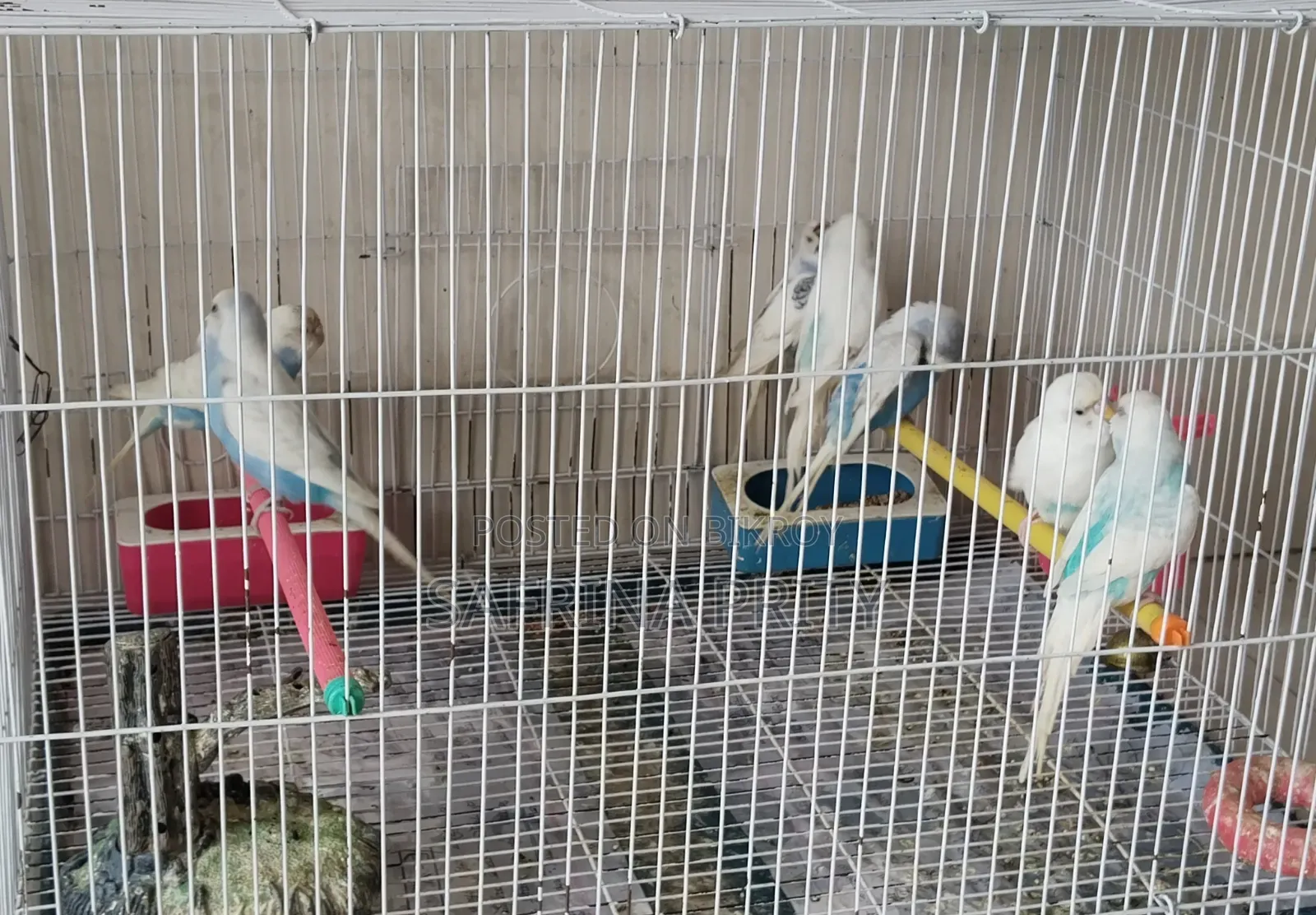 Budgerigars Selling