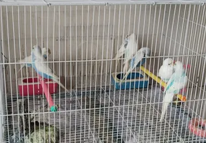 Budgerigars Selling