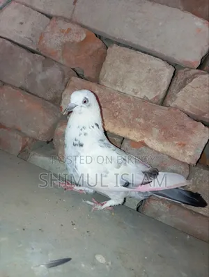 গিরিবাজ মাদি কবুতর