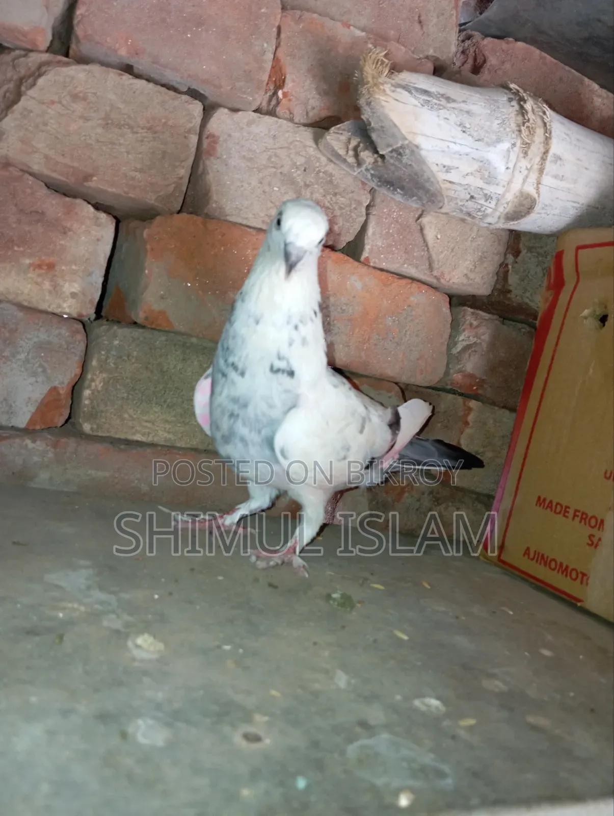 গিরিবাজ মাদি কবুতর