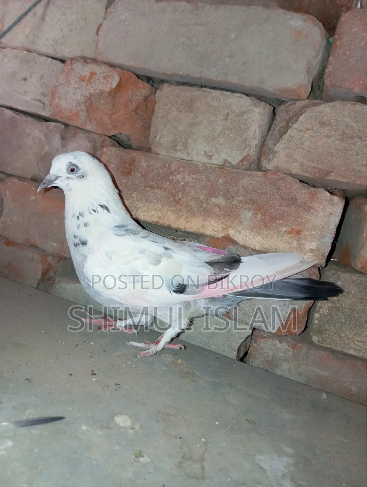 গিরিবাজ মাদি কবুতর