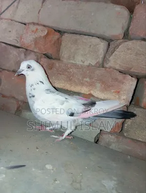 গিরিবাজ মাদি কবুতর