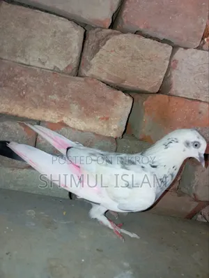 গিরিবাজ মাদি কবুতর