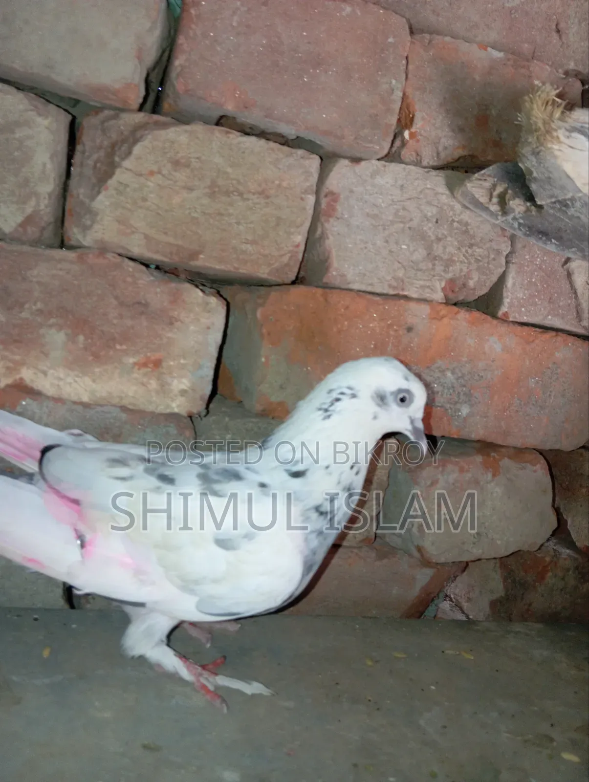 গিরিবাজ মাদি কবুতর