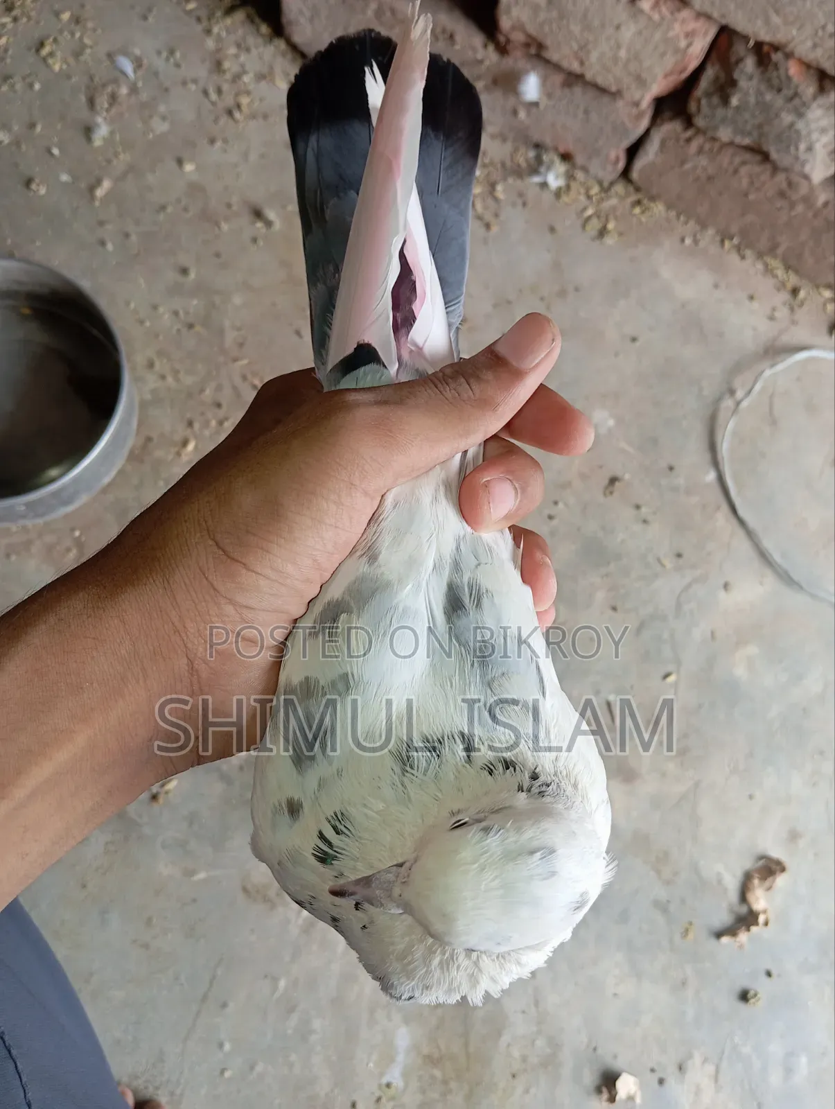গিরিবাজ মাদি কবুতর