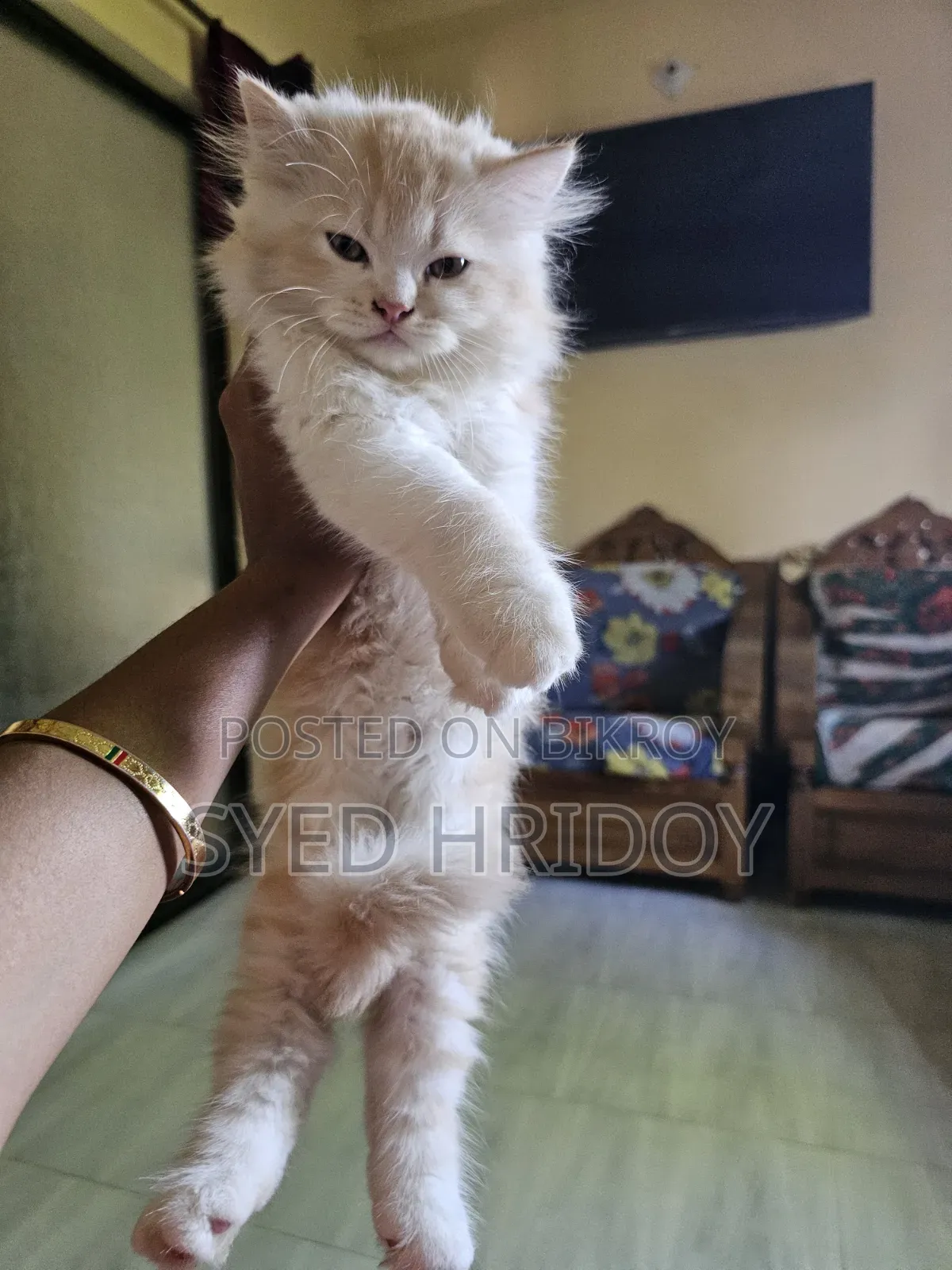 1-3 months Male Purebred Persian