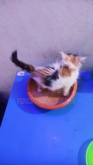 ১-৩ মাস বয়সী স্ত্রী খাঁটি পার্সিয়ান