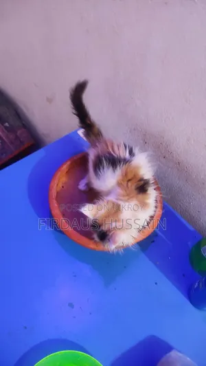 ১-৩ মাস বয়সী স্ত্রী খাঁটি পার্সিয়ান