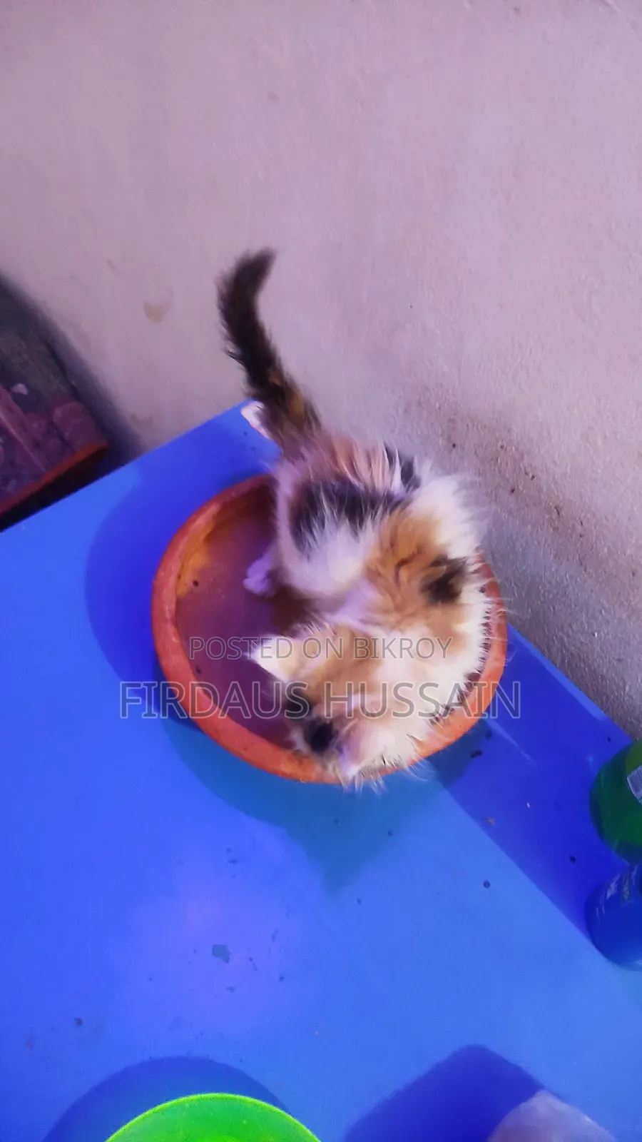 ১-৩ মাস বয়সী স্ত্রী খাঁটি পার্সিয়ান